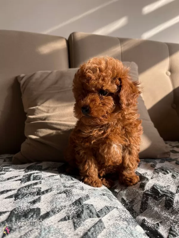 Kore Oyuncak Mini Toy Bebekler
