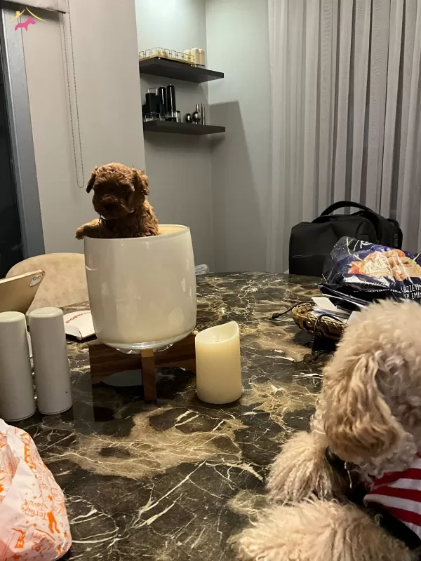 Korekan Toypoodle Bebekler