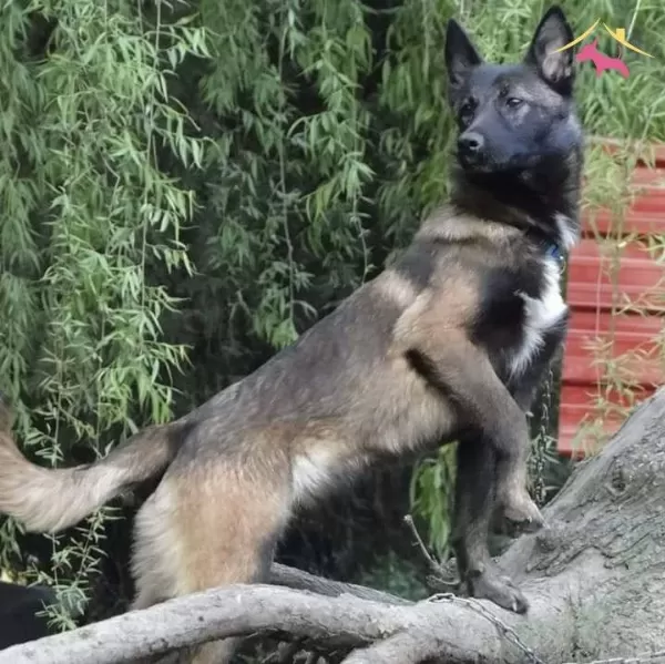 Bursa Malinois Krallığından A Sınıf Yavrular