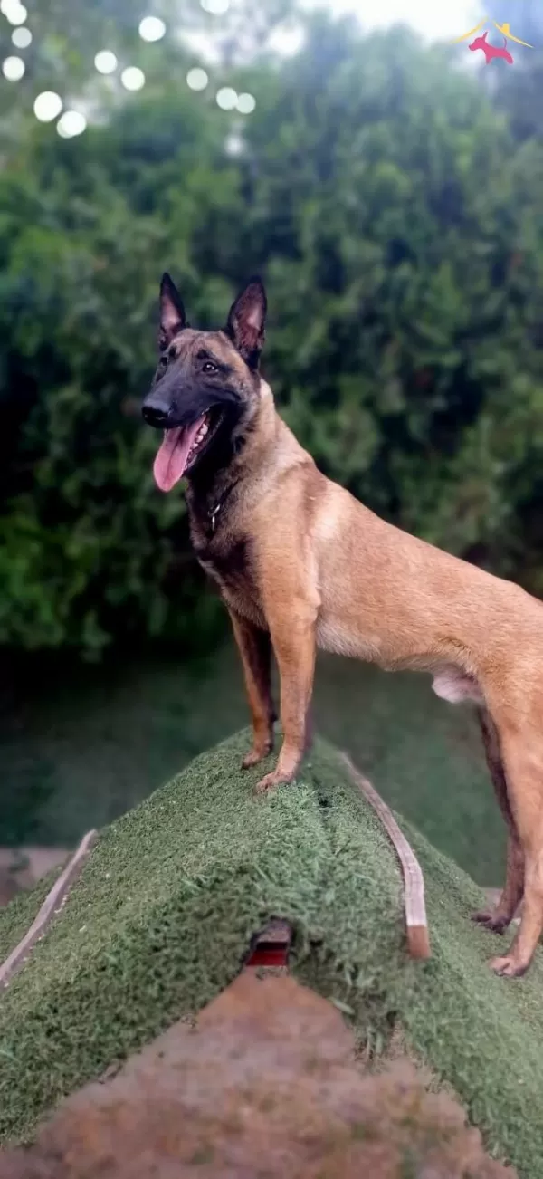 Bursa Malinois Krallığından A Sınıf Yavrular