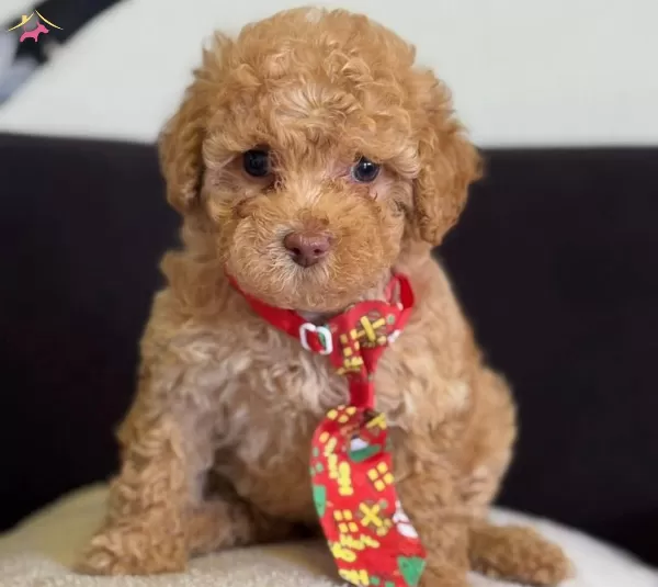 Masum Bakisli Maltipoo Yavrusu