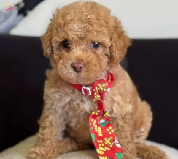 Masum Bakisli Maltipoo Yavrusu