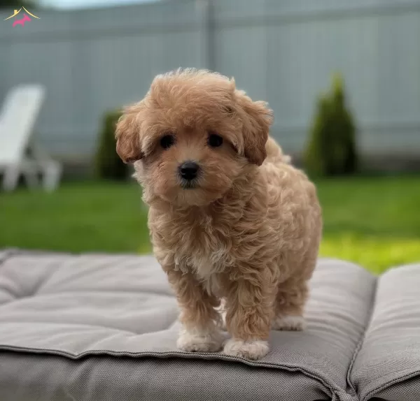 Kore Suratli Maltipoo bebeğimiz