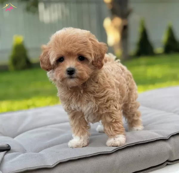 Kore Suratli Maltipoo bebeğimiz