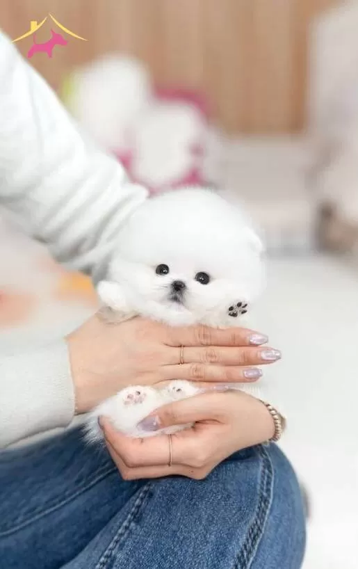 Safkan Pomeranian Yavruları Ust Kalite