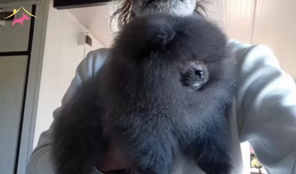 Pomeranian Merle Eğitimli