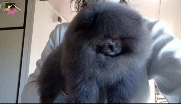 Pomeranian Merle Eğitimli