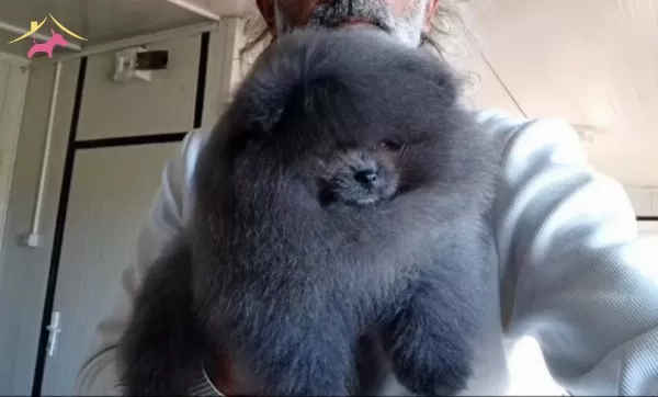 Pomeranian Merle Eğitimli