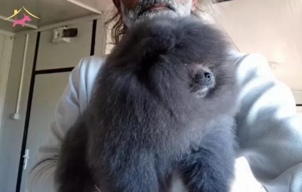 Pomeranian Merle Eğitimli