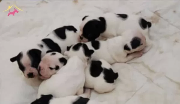 French Bulldog Yavrularımiz Safkan