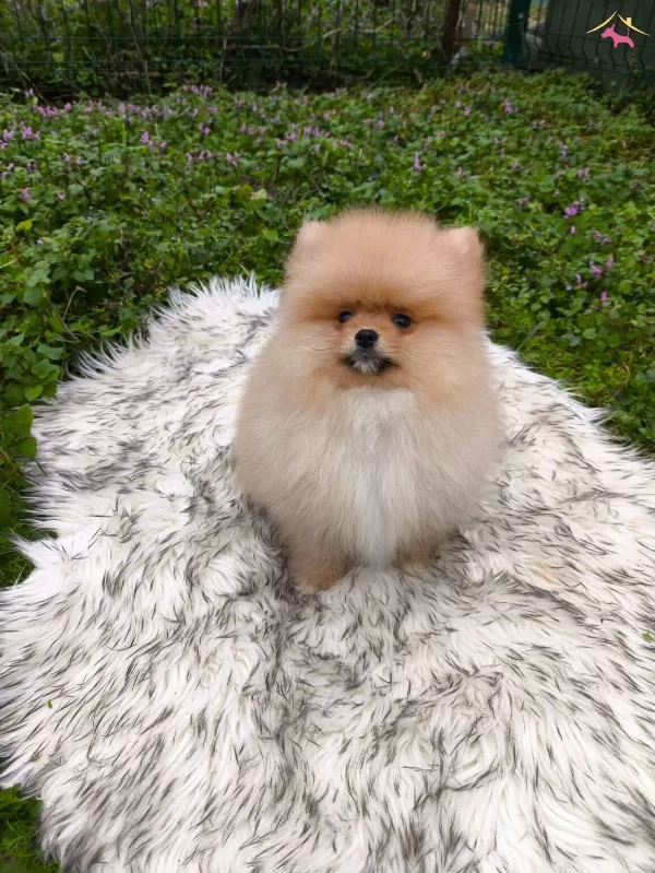 Xx Small Mini Boy Ayı Surat Pomeranian Yavru