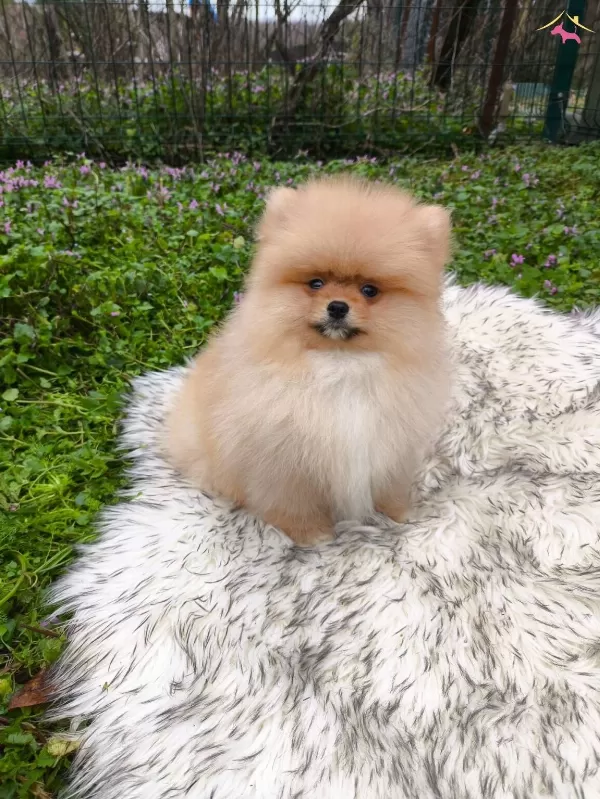 Xx Small Mini Boy Ayı Surat Pomeranian Yavru