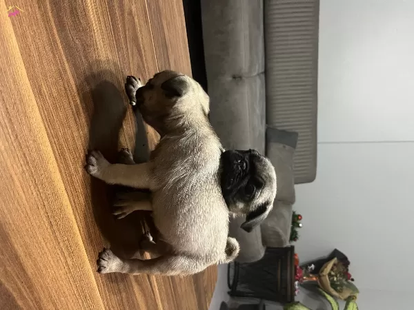 2 Aylık Pug Yavrularımız