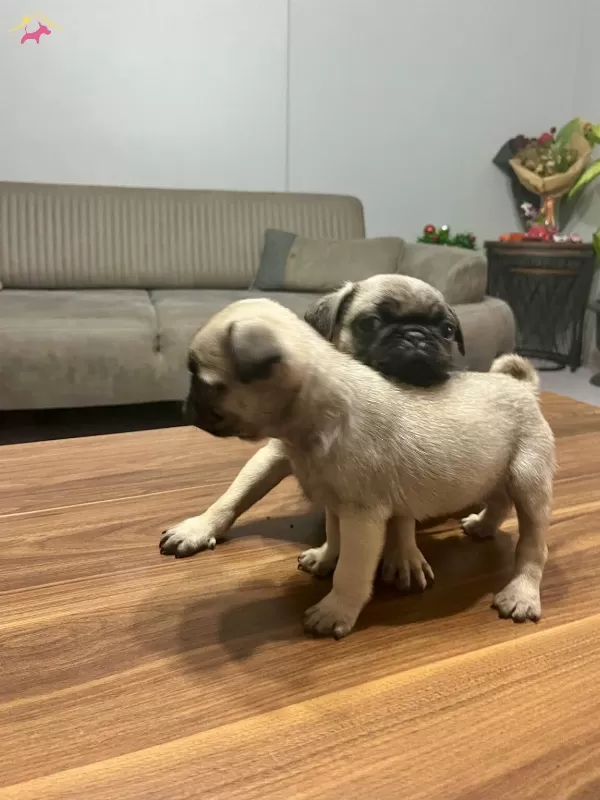 2 Aylık Pug Yavrularımız