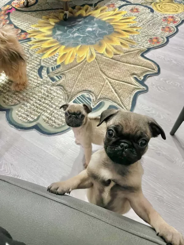 2 Aylık Pug Yavrularımız