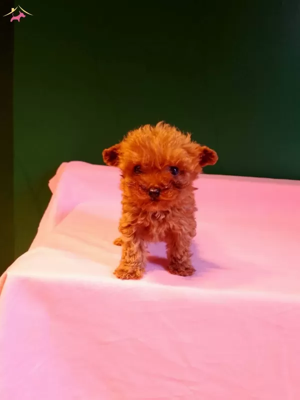 Orijinal Teacup Poodle Yavrularımız