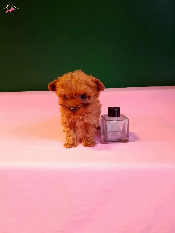 Orijinal Teacup Poodle Yavrularımız