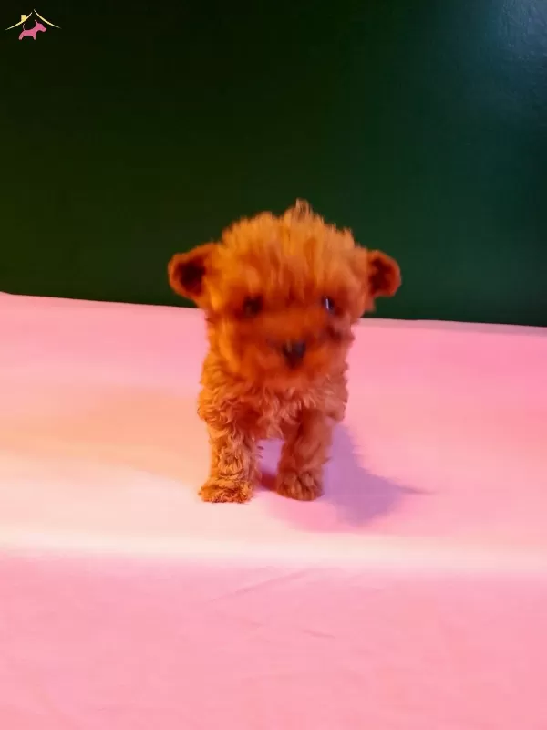 Orijinal Teacup Poodle Yavrularımız