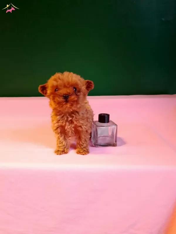 Orijinal Teacup Poodle Yavrularımız