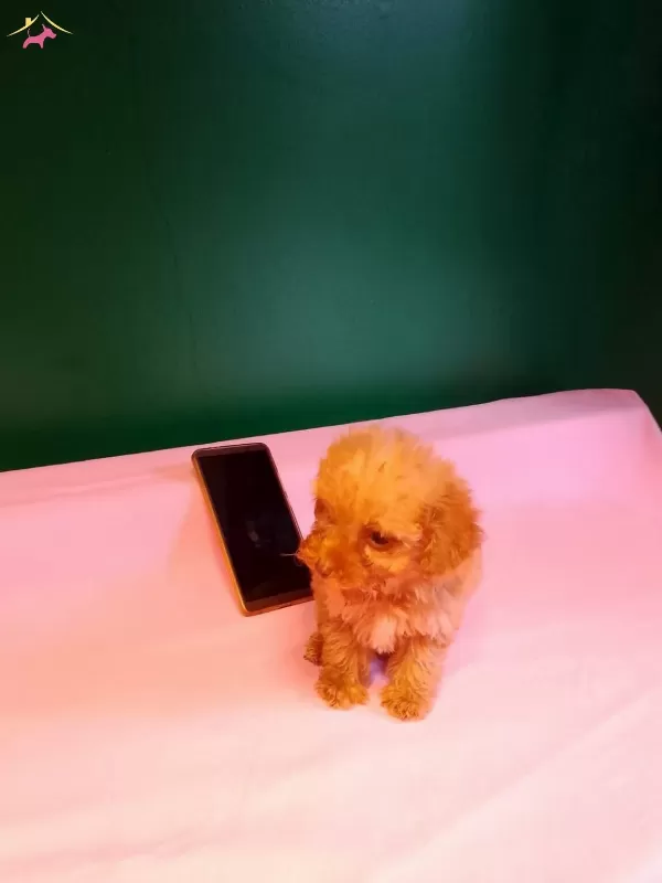 Teacup Poodle Yavrularımız