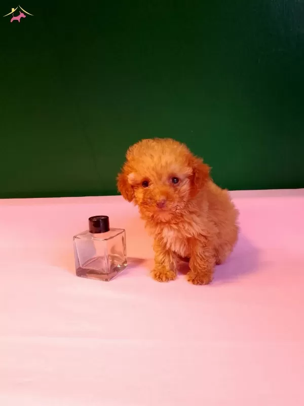 Teacup Poodle Yavrularımız