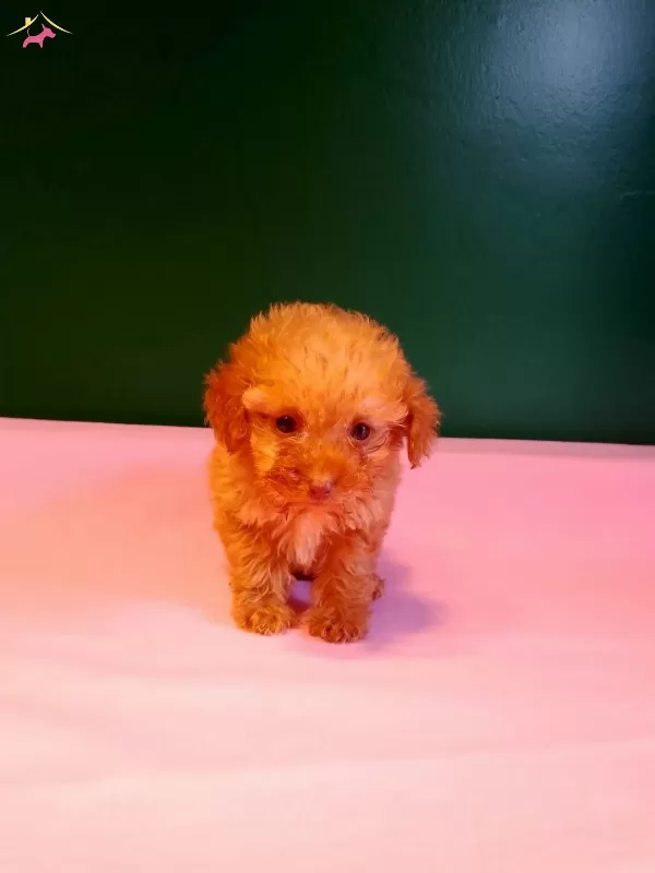 Teacup Poodle Yavrularımız