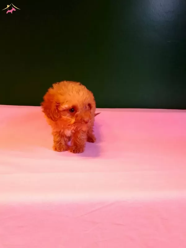 Teacup Poodle Yavrularımız