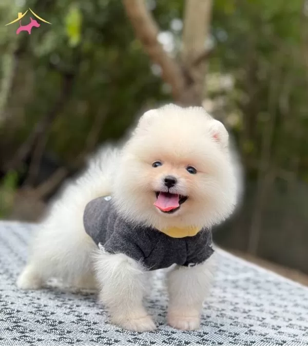 Minicik Ayicik Isteyenlere Teacup Teddybear Pomerianboo