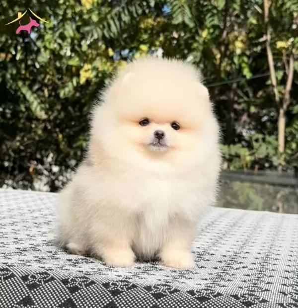 Minicik Ayicik Isteyenlere Teacup Teddybear Pomerianboo