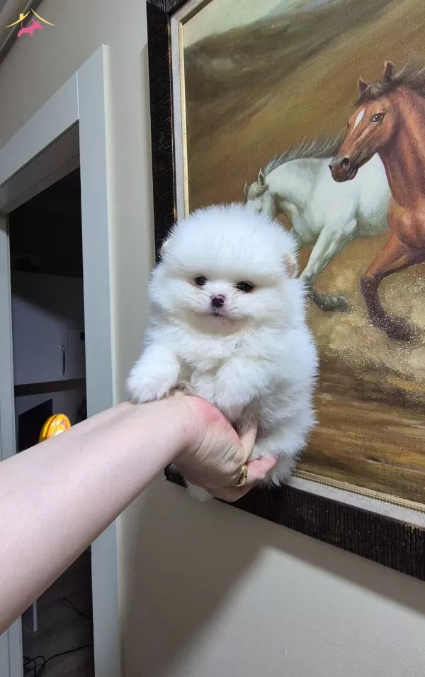 Kar Beyaz Minik Erkek Pomeranian Boo