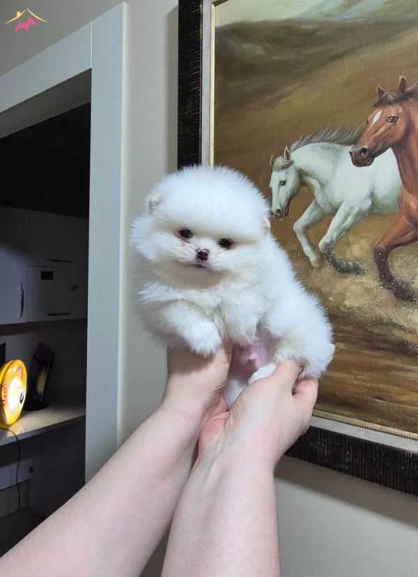 Kar Beyaz Minik Erkek Pomeranian Boo