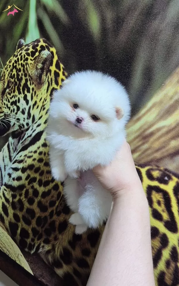 Kar Beyaz Minik Erkek Pomeranian Boo