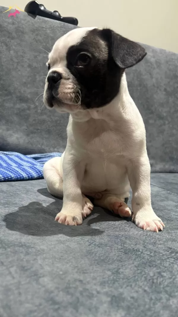 French Bulldog Sahiplendirme