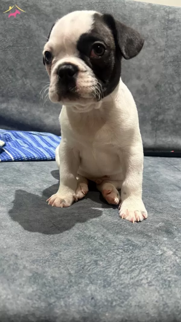 French Bulldog Sahiplendirme