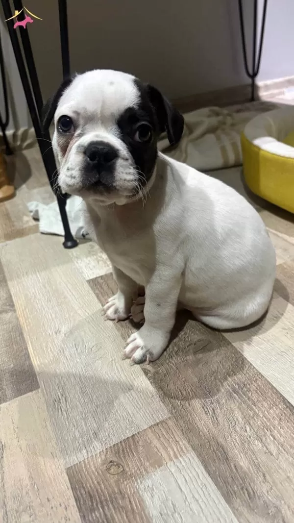 French Bulldog Sahiplendirme