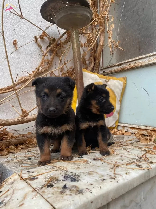 A Kalite Dusuk Bel Alman Kurdu Yavrularımız