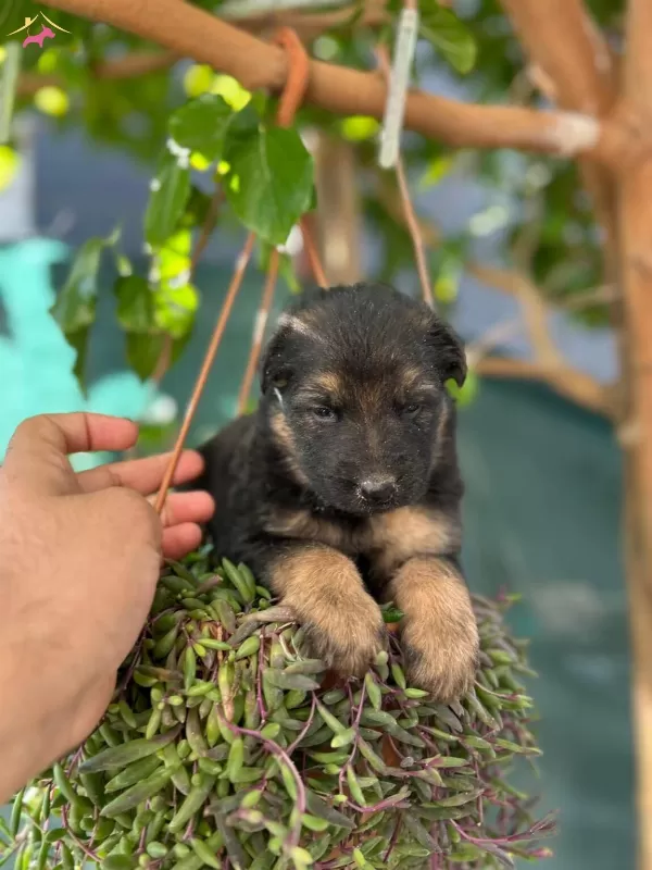 A Kalite Dusuk Bel Alman Kurdu Yavrularımız