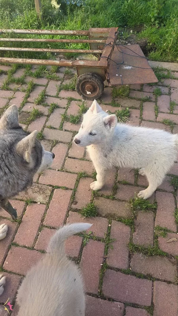 Beyaz Renk Dişi Ve Erkek Yavru Husky