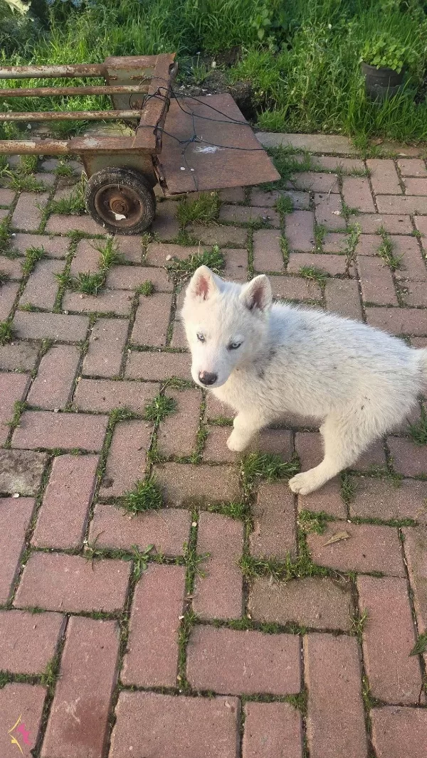 Beyaz Renk Dişi Ve Erkek Yavru Husky