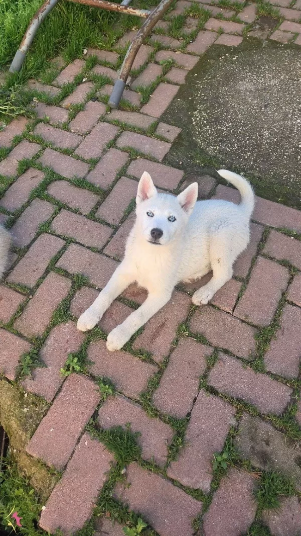 Beyaz Renk Dişi Ve Erkek Yavru Husky