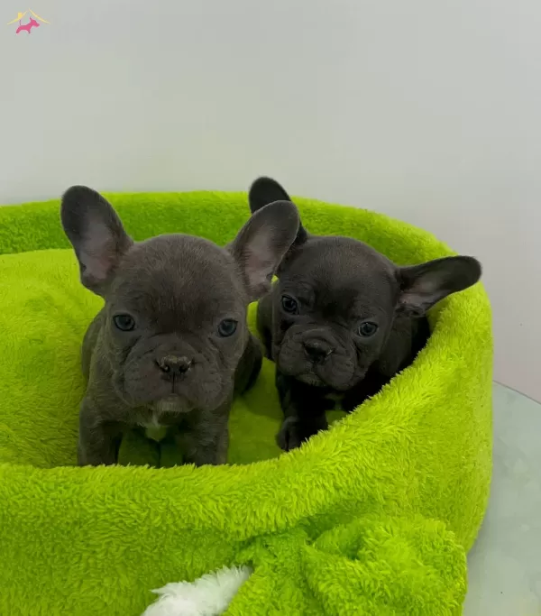 Ev Dogumlu Blue Frenc Yavrular