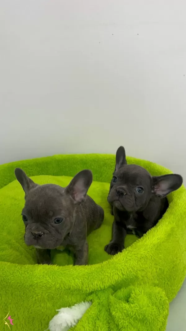 Ev Dogumlu Blue Frenc Yavrular