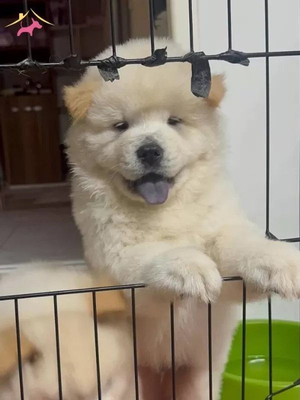 Aslan Suratlı Chow Chow Yavrularımız