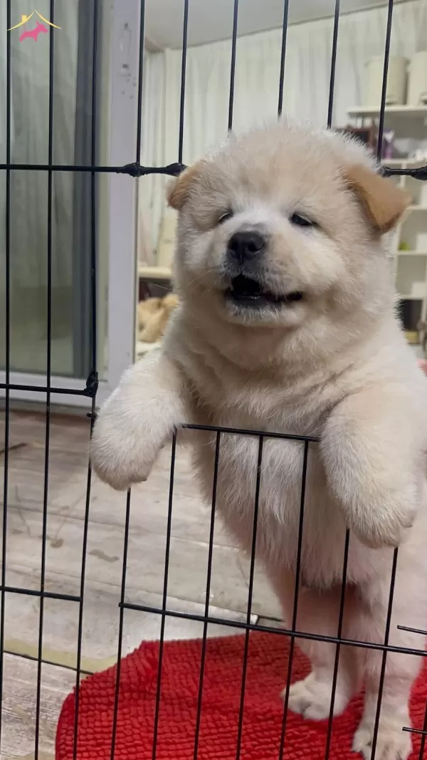 Aslan Suratlı Chow Chow Yavrularımız