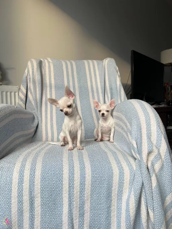 6 Aylık Mukemmel Anatomi Micro Teacup Disiler