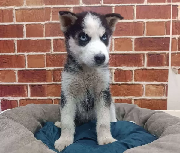Güzel Gözlü Husky Yavrularımız