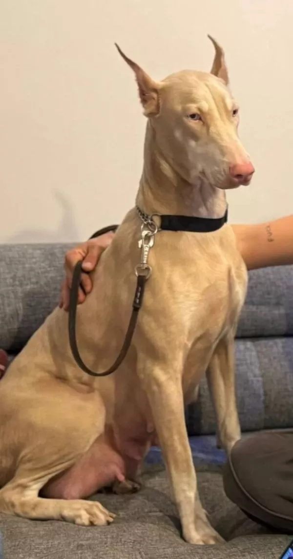 Albino Doberman Turkiye De Tek