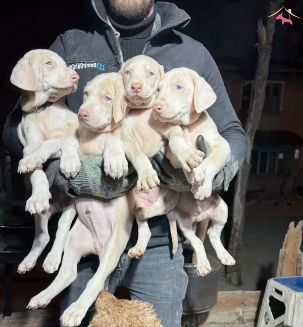 Albino Doberman Turkiye De Tek