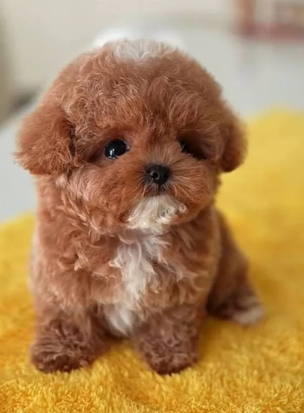 Kore bebeğimiz Maltipoo