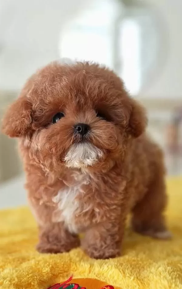 Kore bebeğimiz Maltipoo